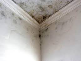 Best Post-Construction Mold Inspection in St Clairsville, OH