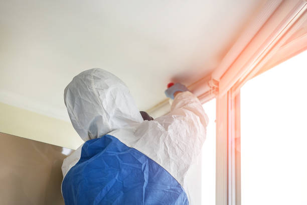 Reliable St Clairsville, OH Mold Removal Solutions