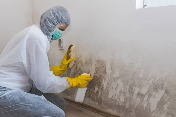 Best Asbestos and Lead Testing During Mold Inspection in St Clairsville, OH